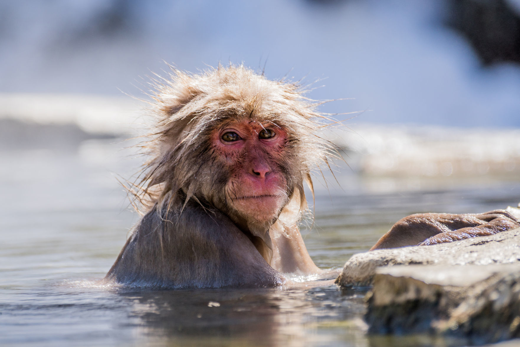 Jigokudani Snow Monkey